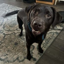 Duke - Chocolate male Labrador Retriever puppy in Sidney, Nebraska from Nebraska Strong Labradors