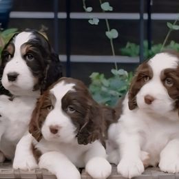 English Springer Spaniel puppies from Wildwood