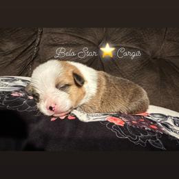Girl 1 - Pembroke Welsh Corgi puppy from Belo Star Corgis