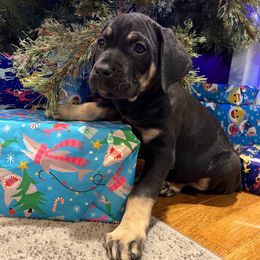 Noel - Black female Cane Corso puppy in Lititz, Pennsylvania from Lititz Cane Corsos