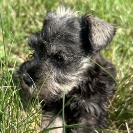 Boxers and Miniature Schnauzers from Williams Pups