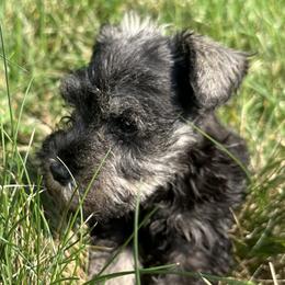 Boxers and Miniature Schnauzers from Williams Pups