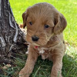 Ahsoka - Red - Red female Cavapoo puppy in South Jordan, Utah from Simply Sweet Paws. LLC