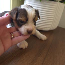 Green collar - Parti male Yorkshire Terrier puppy in Mcconnellsburg, Pennsylvania from Buffy's Little Blessings