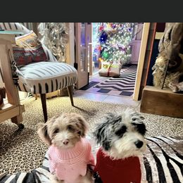 Aussiedoodle and Goldendoodle Puppies from Saddle Hill Farms