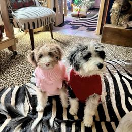 Aussiedoodle and Goldendoodle Puppies from Saddle Hill Farms