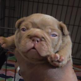 Bruno - Liver male French Bulldog puppy in Charlotte, North Carolina from Solid Bulls Kamp LLC