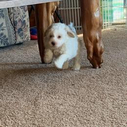 Ziggy - Parti male Goldendoodle puppy in Haddam, Kansas from Golden B Acres