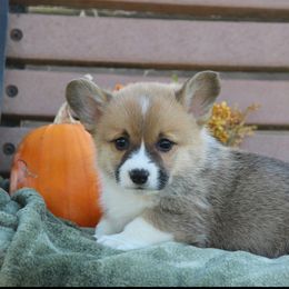 Rusty - male American Corgi puppy in Scio, Oregon from Abundant Joy Corgis