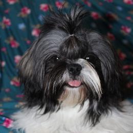 Sandy - Shih Tzu