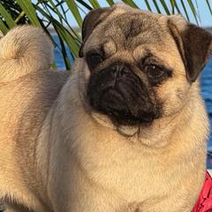 Elsa - Pug
