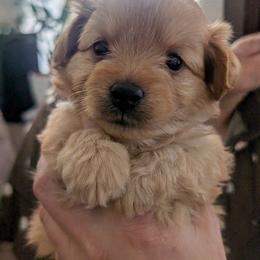 Olive - Fawn male Companion Cross puppy in Sacramento, California from Tamara's Puppies