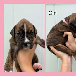 Janis - Brindle female Boxer puppy in Lutz, Florida from Brooklyn's Boxer's