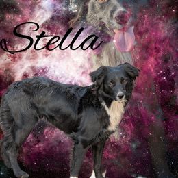 Stella - Australian Shepherd