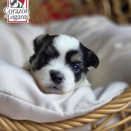 Rumi - Parti female Yorkshire Terrier puppy in California from Corazon de gigante