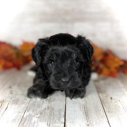 Miniature Schnauzer Puppies from Silver Sage Schnauzers