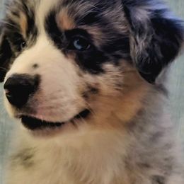 Australian Shepherd Puppies from Winsome Aussies