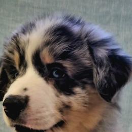 Australian Shepherd Puppies from Winsome Aussies