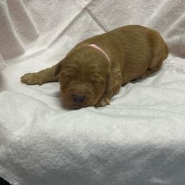Hershey - light pink - Dark golden female Golden Retriever puppy in Pelham, Georgia from Sellers Kennels