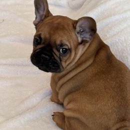 Boy 2 - Fawn male French Bulldog puppy in Litchfield, Ohio from Rock N’ Roll Frenchies