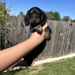Piccalilli - Black and tan female Dachshund puppy in Hutto, Texas from R.G. Dachshunds