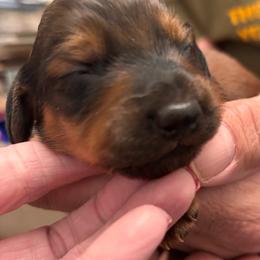 Boy 2- Leo - Chocolate and tan male Dachshund puppy in Dorchester, Texas from Texas Mini Dachs