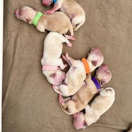 Maltipoo Puppies from Amanda Tsoi - Golden Maltipoo Pups