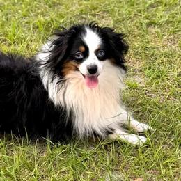 Toy Australian Shepherd puppies from Aloe Aussies