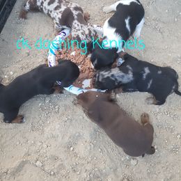 Dachshund Puppies from Ck Dashing Kennels