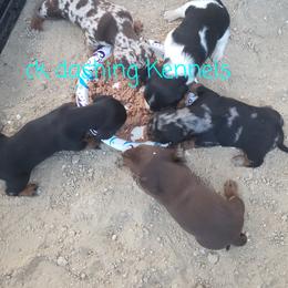 Dachshund Puppies from Ck Dashing Kennels