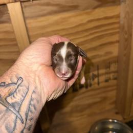 Girl 1 - Chocolate and tan female Dachshund puppy in Paisley, Florida from Pantheon Dachshunds