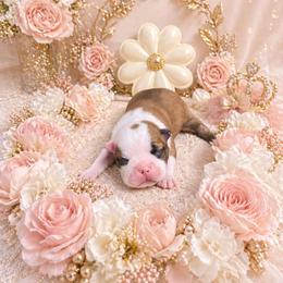 Black Mask Fawn Girl - Red female Boston Terrier puppy in San Antonio, Texas from JT Bostons