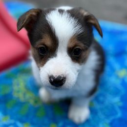Boy 2 - Black and white male American Corgi puppy in Scottown, Ohio from Wyndy Ridge Corgis