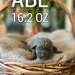 Abe - Charcoal male Dilute Retriever puppy in Puyallup, Washington from 12 Door Farm Labradors