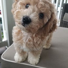 Cavachon and Cavapoo Puppies from Sweet Doodles and Poos