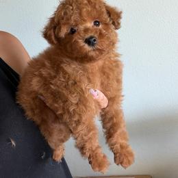 Lady Penny - Red female Maltipoo puppy in Southern,, California from Maltipoo Tiny Pups & More