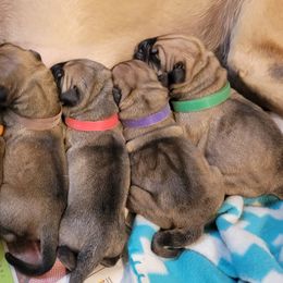 Bullmastiff Puppies from Sunny Beach Bullmastiffs