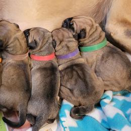 Bullmastiff Puppies from Sunny Beach Bullmastiffs
