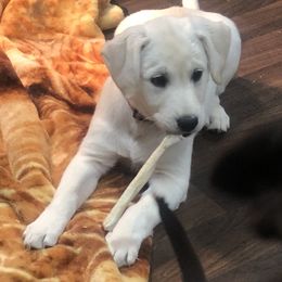 Dilute Retriever and Labrador Retriever Puppies from CKB Labradors