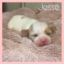 Jesse - Blenheim female Cavachon puppy in Smoot, Wyoming from Designer Mountain Mutts