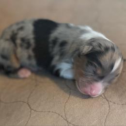 Blue Merle boy 2 - Blue merle male Australian Shepherd puppy in Saint Augustine, Florida from NorthBeach Aussies
