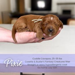 Pixie - Red female Cavapoo puppy in South Jordan, Utah from Wonderful World Doodles