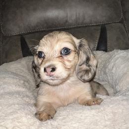 Muffin - Dapple female Dachshund puppy in Salisbury, North Carolina from Shy’s Teenie Weenies