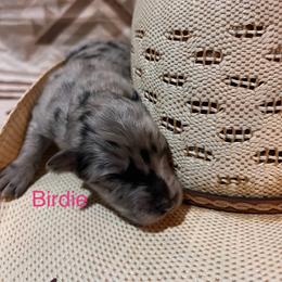 Birdie - Blue merle female Australian Shepherd puppy in Rose Hill, North Carolina from Motega Australian Shepherds