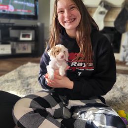 Cavapoo and Dachshund Puppies from Barnyard Dachshunds, Dals & Doodles