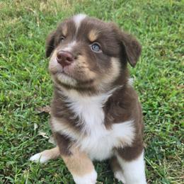 Blaze - Red tri-color male Australian Shepherd puppy in Russellville, Kentucky from Page Family Homestead