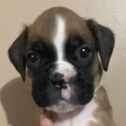 Boxers from Rumors of Luv Boxers