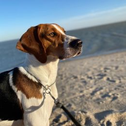 Carole - Treeing Walker Coonhound