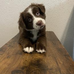 Ember - Miniature Australian Shepherd