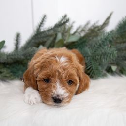 Winston (Yellow) - Red  male Goldendoodle puppy in St. George, Utah from Dashing Doodle Pups